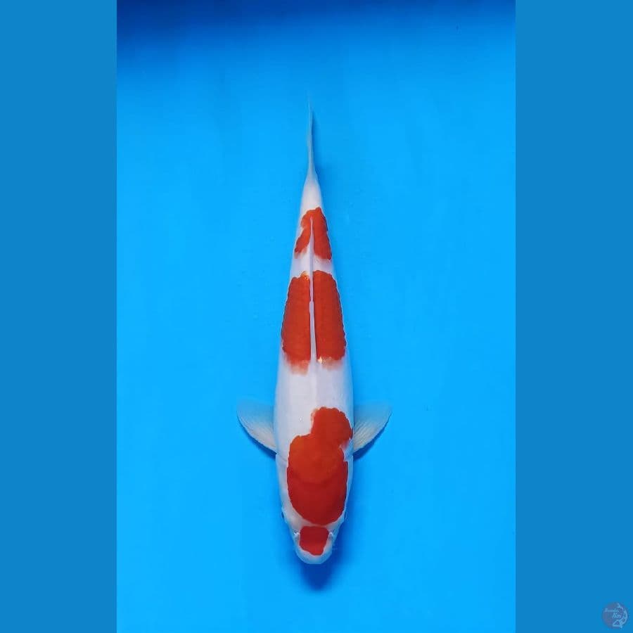 kohaku 37cm fml