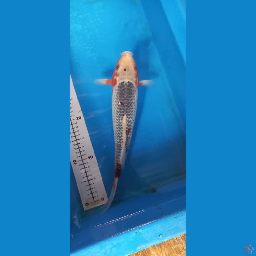 asagi 38cm male