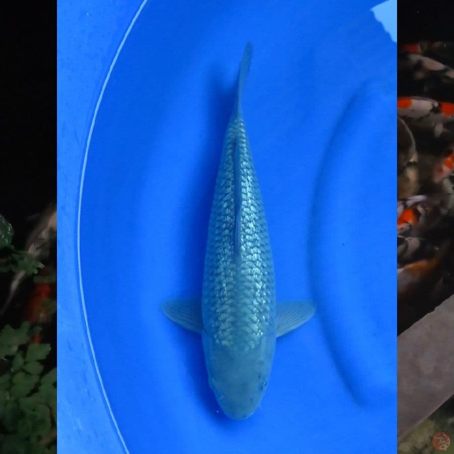 37cm  , Soragoi Ginrin