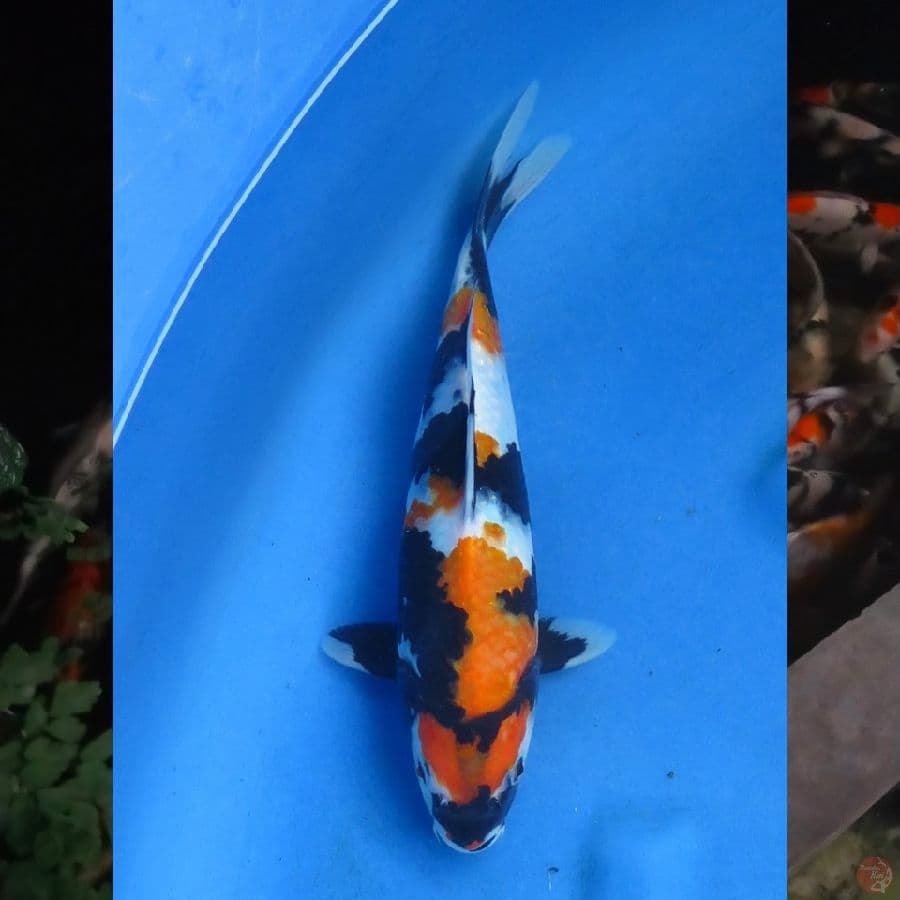 28cm , Showa Tategoi