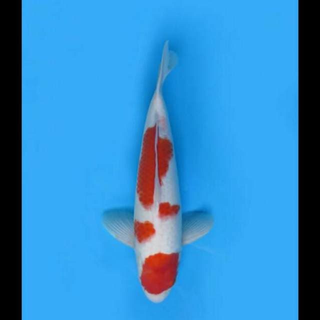 44cm - F1 Kohaku Jumbo 