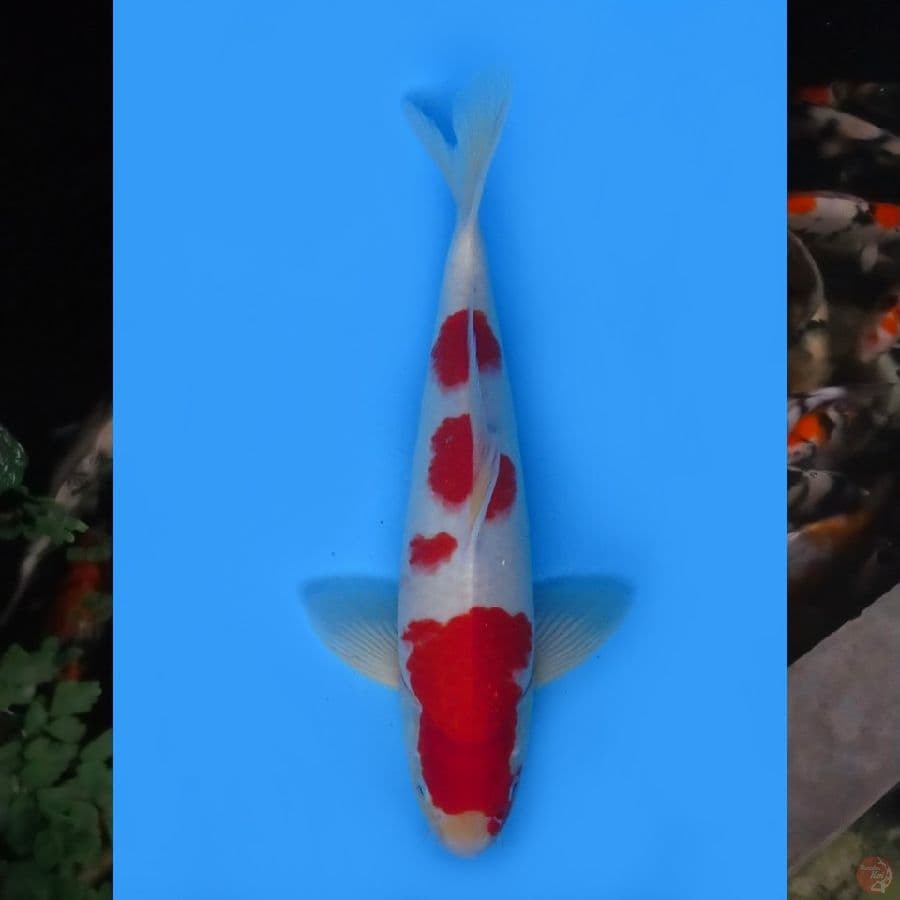 38cm , F1 Kohaku Merah 