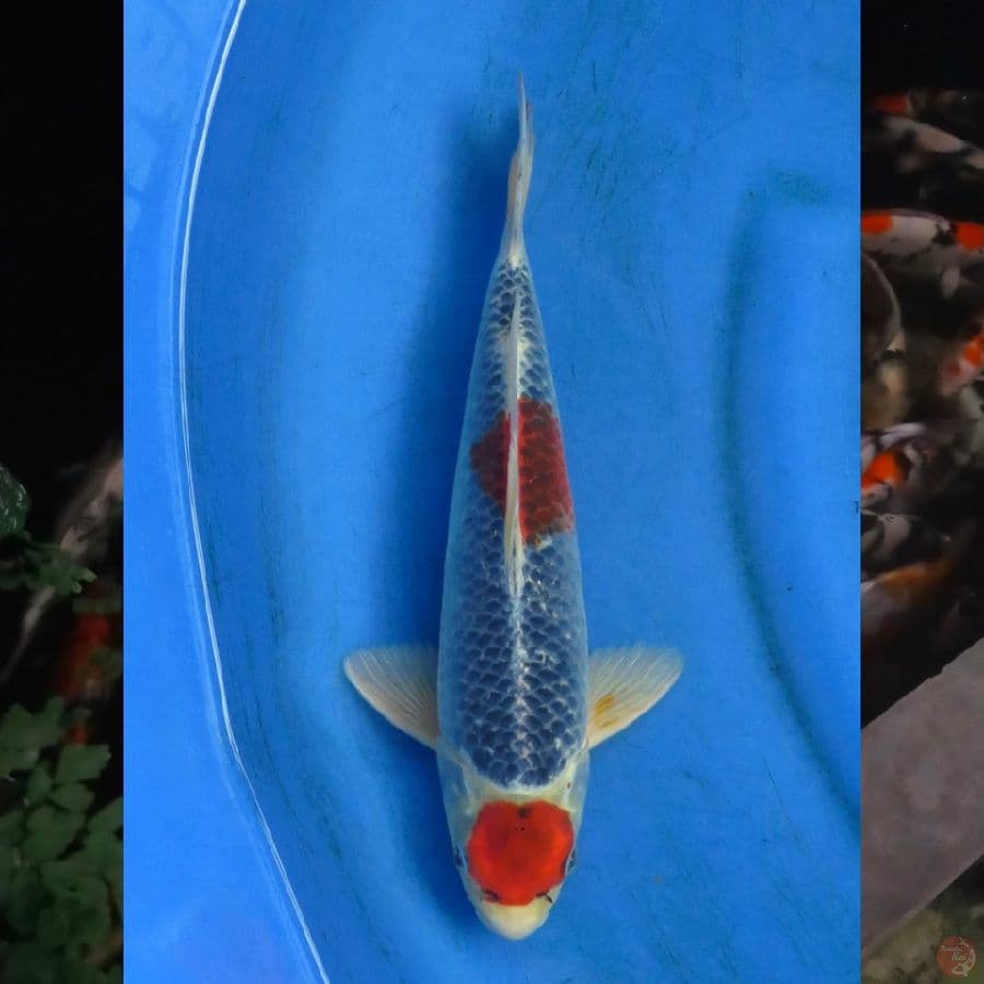 31cm , F1 Maruten Goshiki - Original 