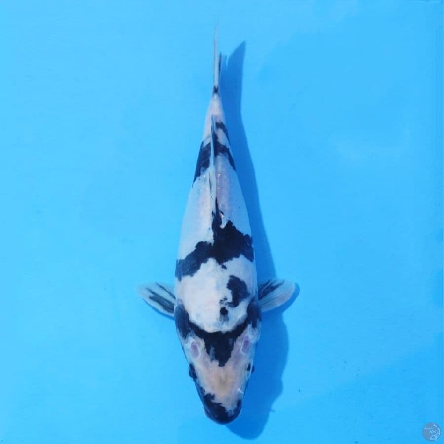 1. DOITSU SHIRO 27 CM FEMALE