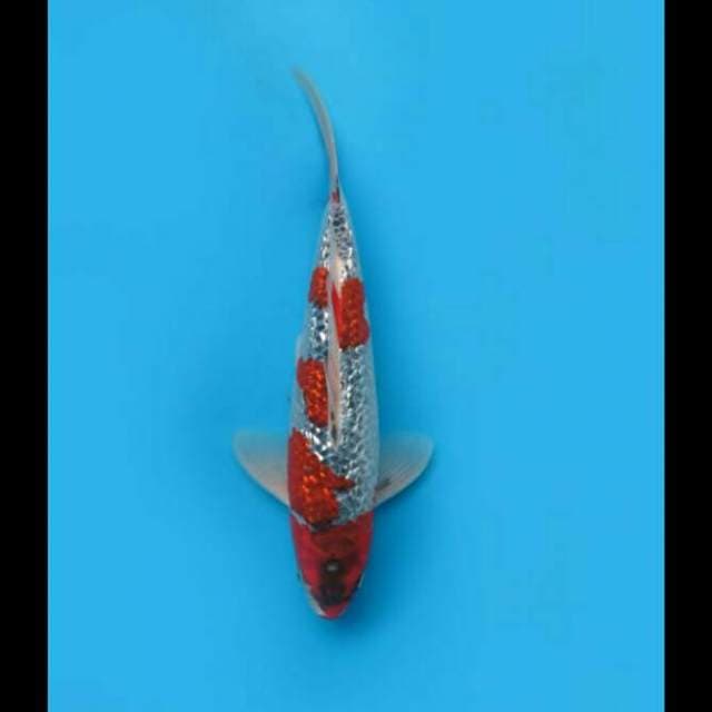 35cm - Goshiki Ginrin
