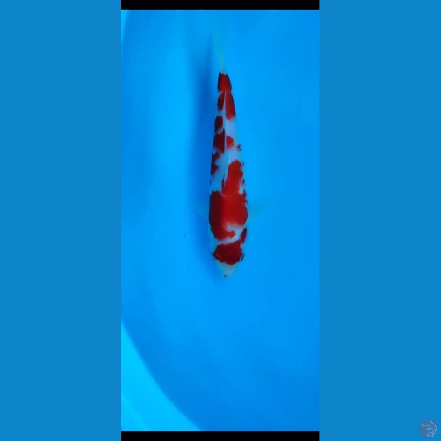 maruten kohaku strong
