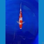 kohaku 31 cm