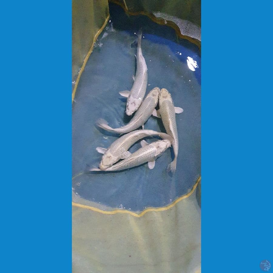 paket mukashi 5ekor  20cm