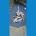 paket mukashi 5ekor  20cm