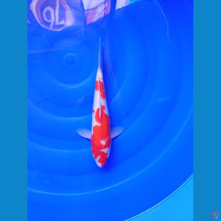 kohaku28 cm