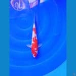 kohaku28 cm