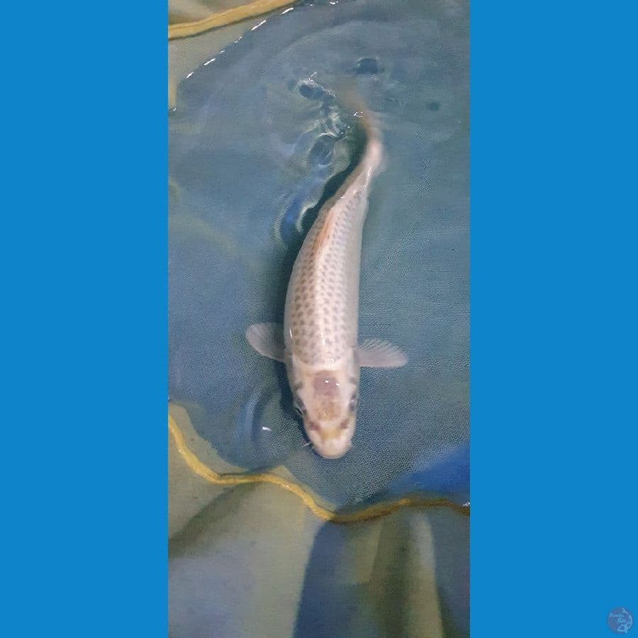 mukashi 23cm