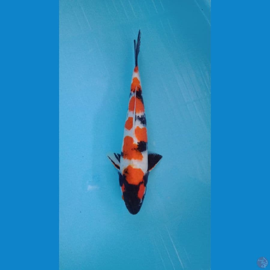 SHOWA 33 CM 