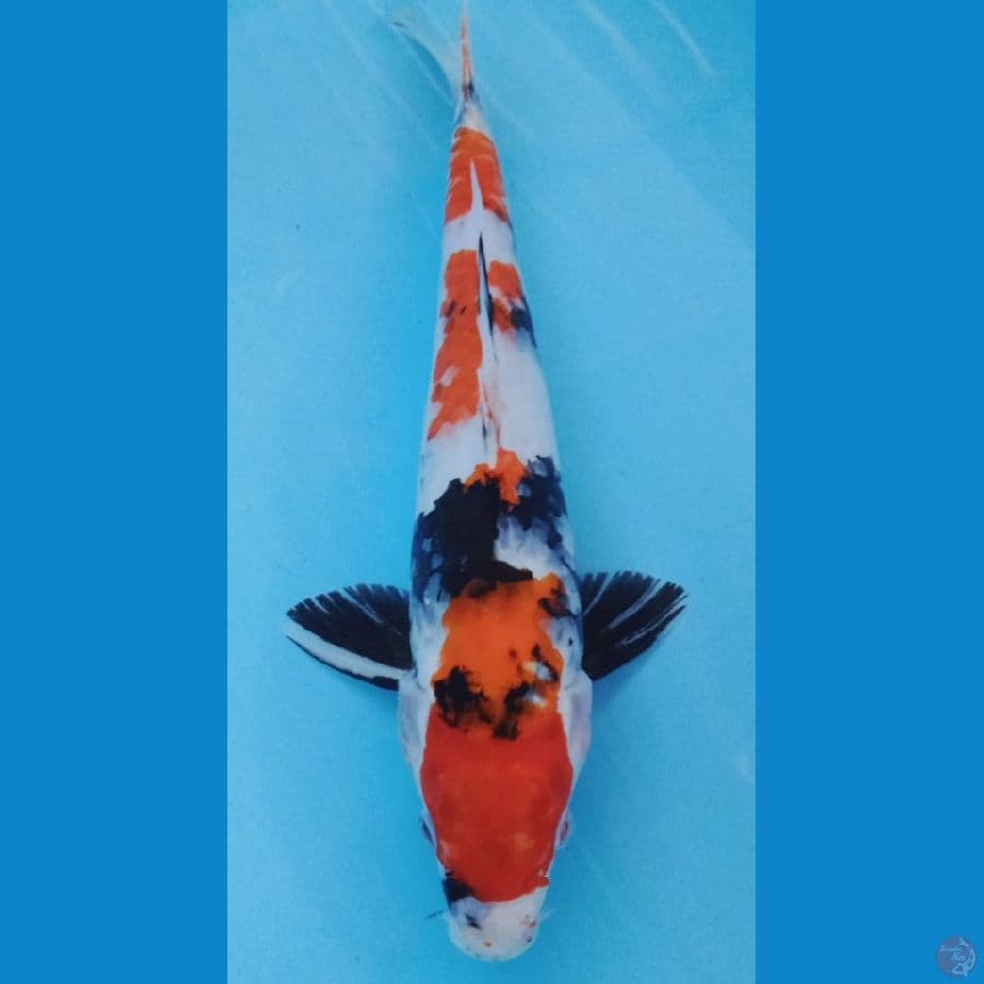 SHOWA 35 CM
