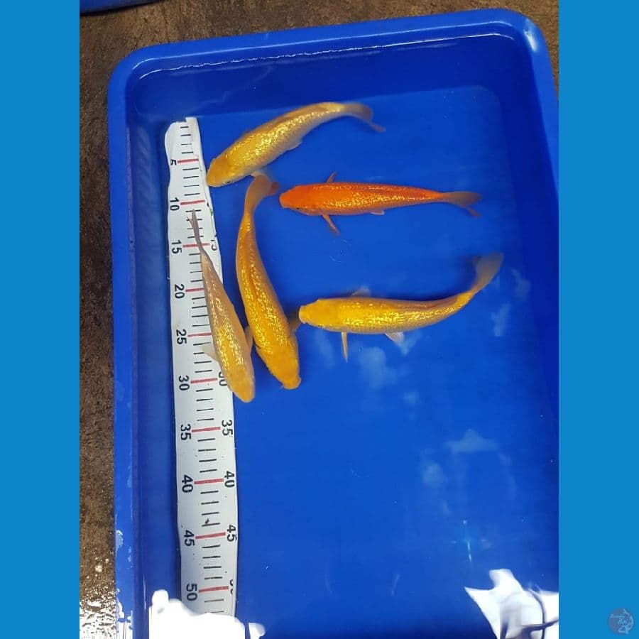 paket 5ekor 20-24cm fuull ginrin