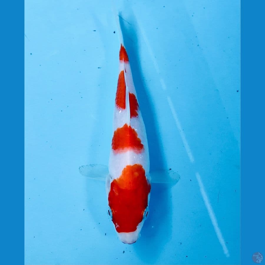 kohaku 20cm