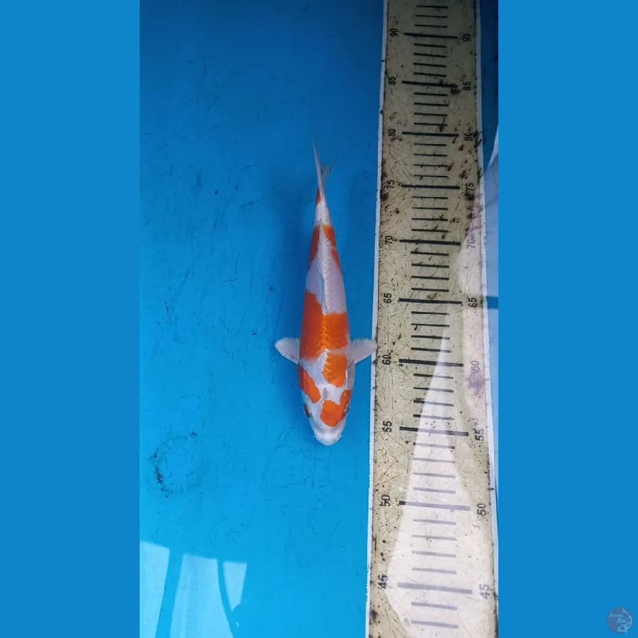 23cm ready semarang