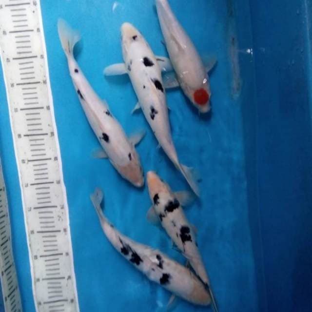 Mix koi 5 ekor 32-35 cm