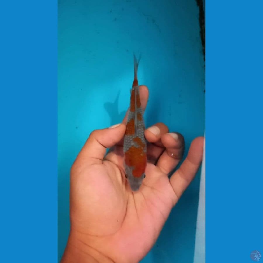 Ochiba 15cm ready semarang