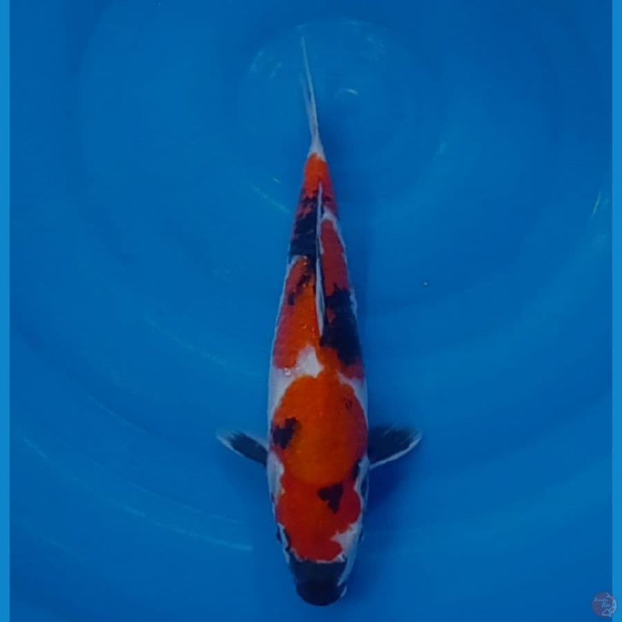 28 cm orijinal