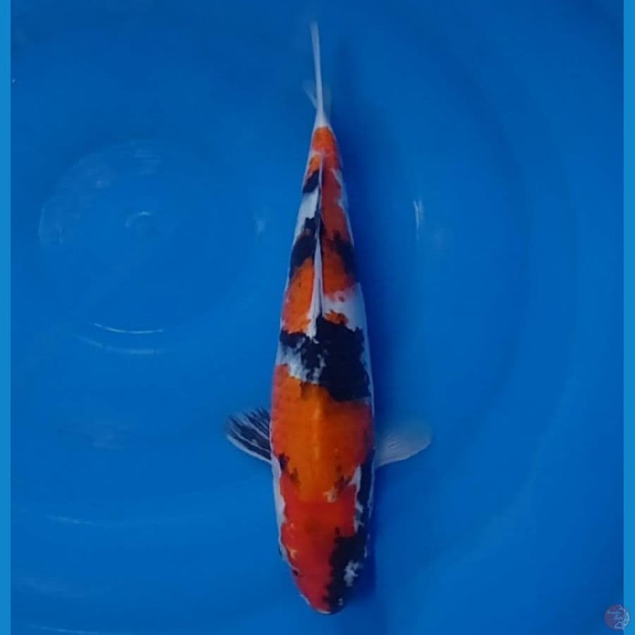 30 cm orijinal 