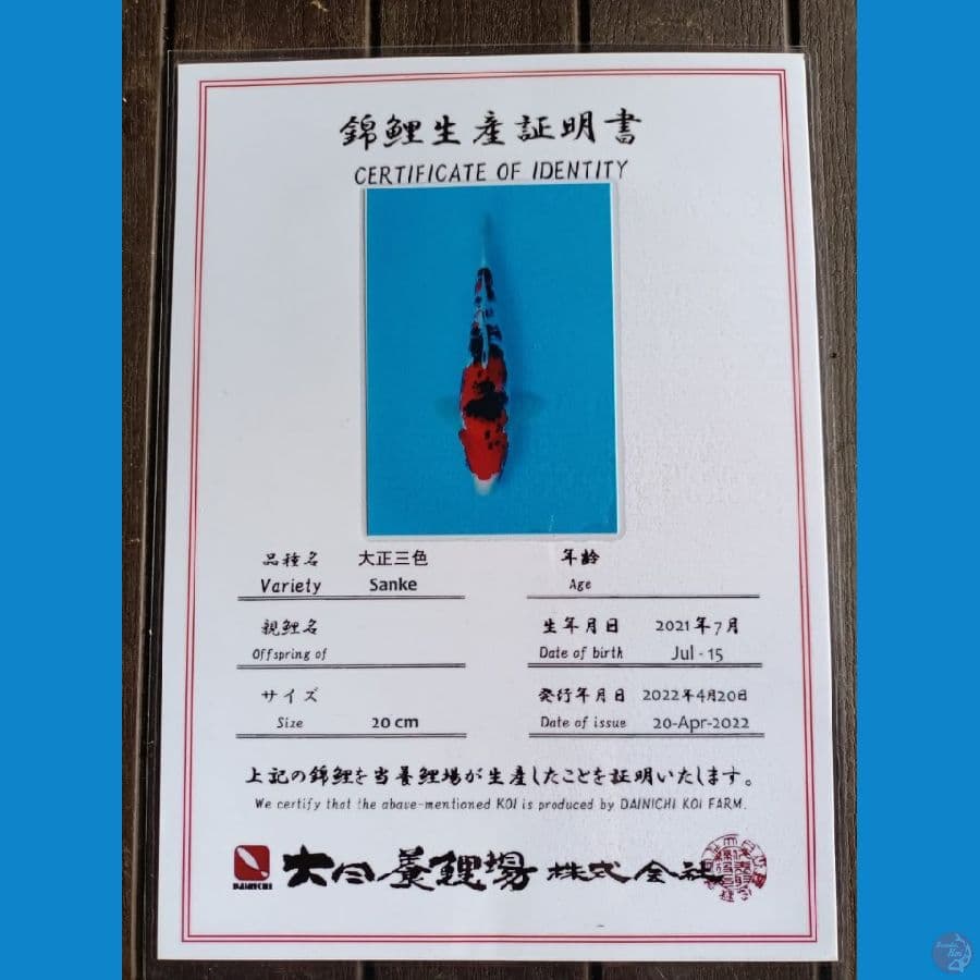 Dainichi Sanke Sz 26cm