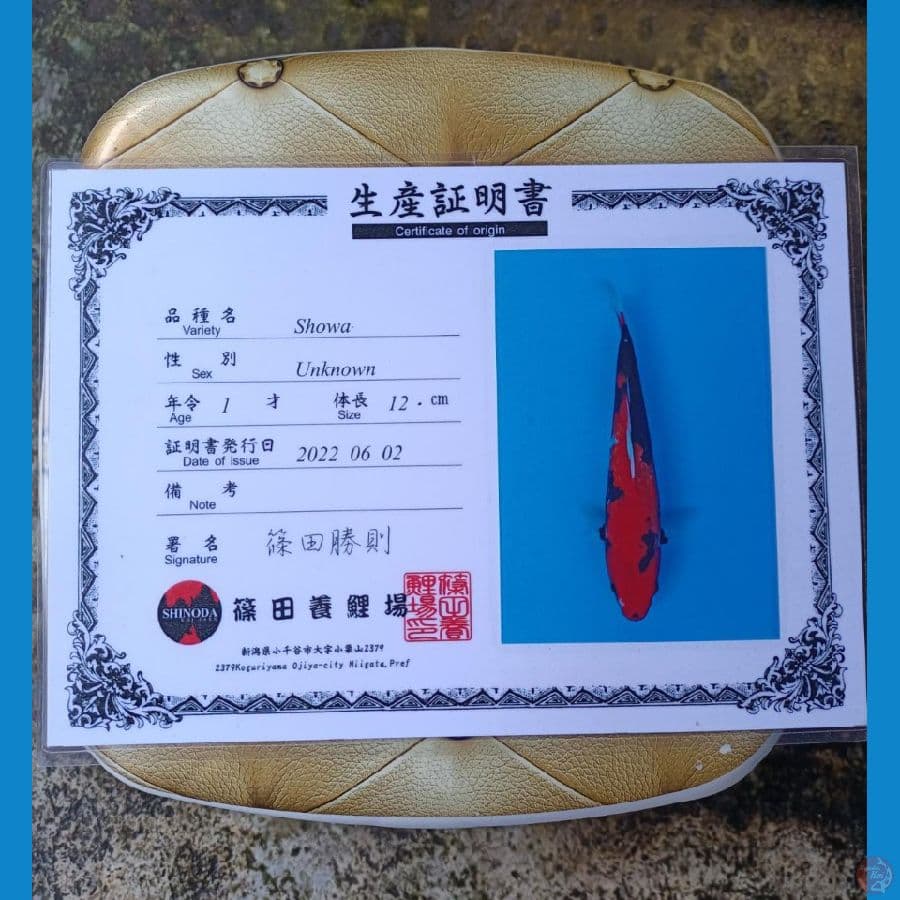 Sinoda Showa Sz 27cm