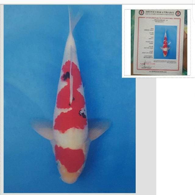 ogata sanke import serty 50bu