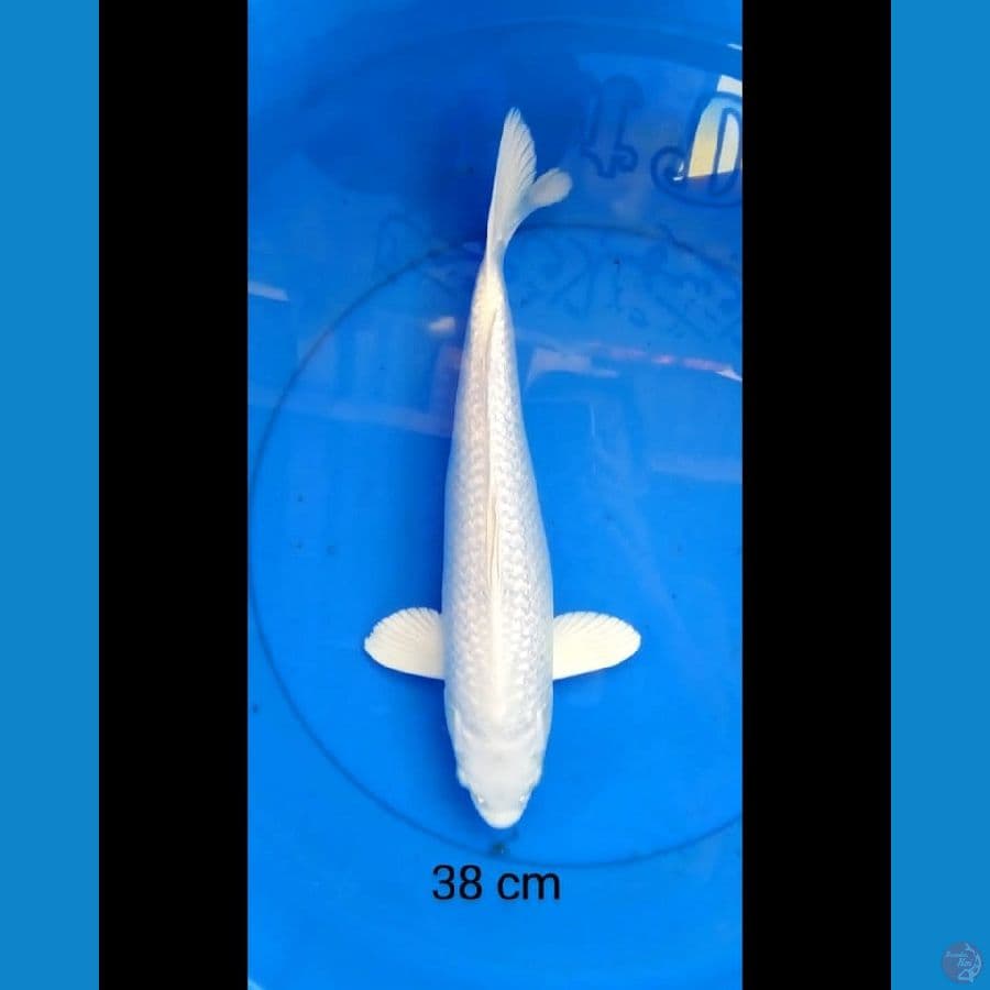 Platinum ginrin male 38 cm
