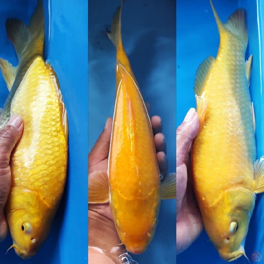 2.KARASHI MUNUK //32CM 