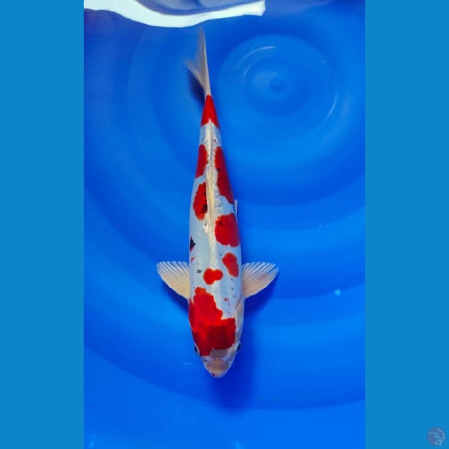 beni kiko 33cm