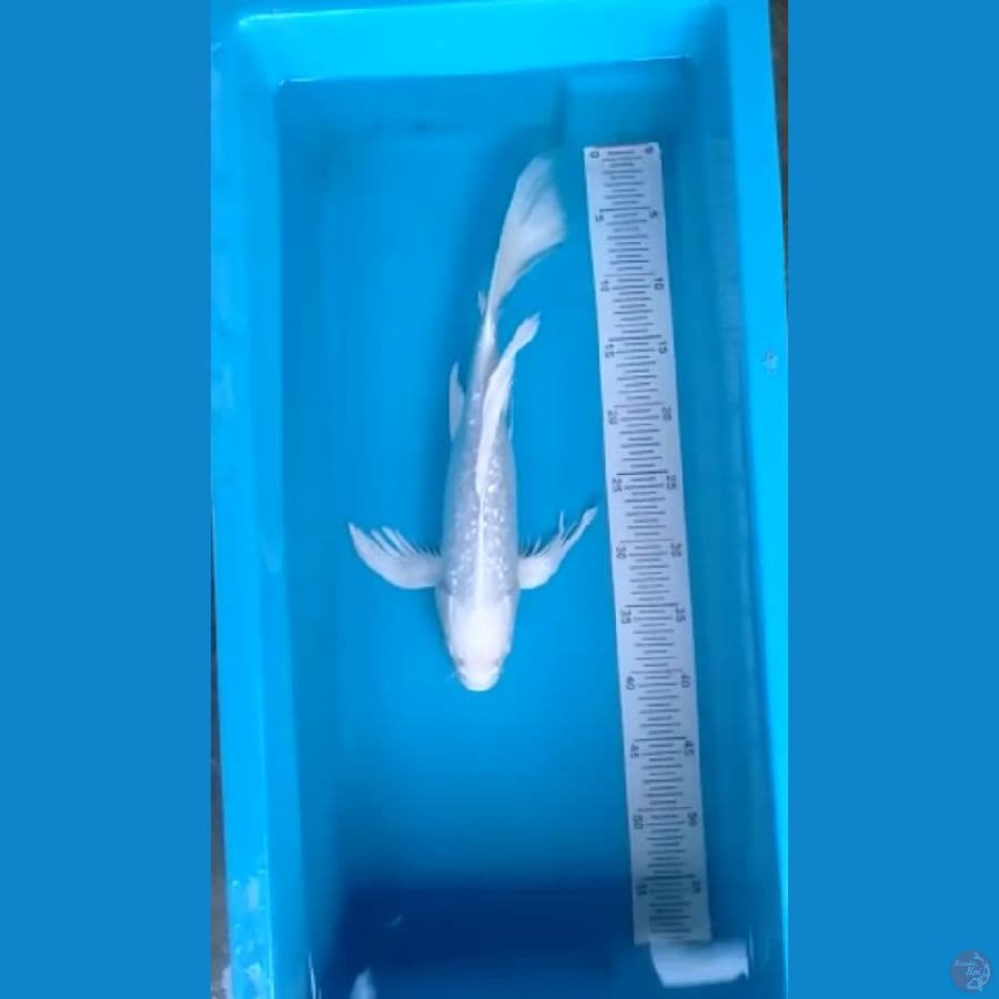 Kumpay Platinum Ginrin Male 41cm