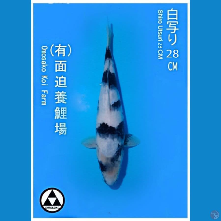 import shiro omosako 32 cm