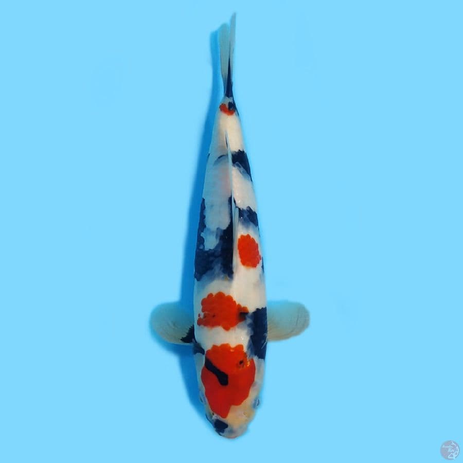 Kindai Showa 30CM HQ 