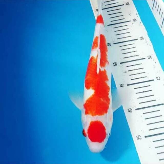 Maruten inazuma kohaku 38cm jumbo