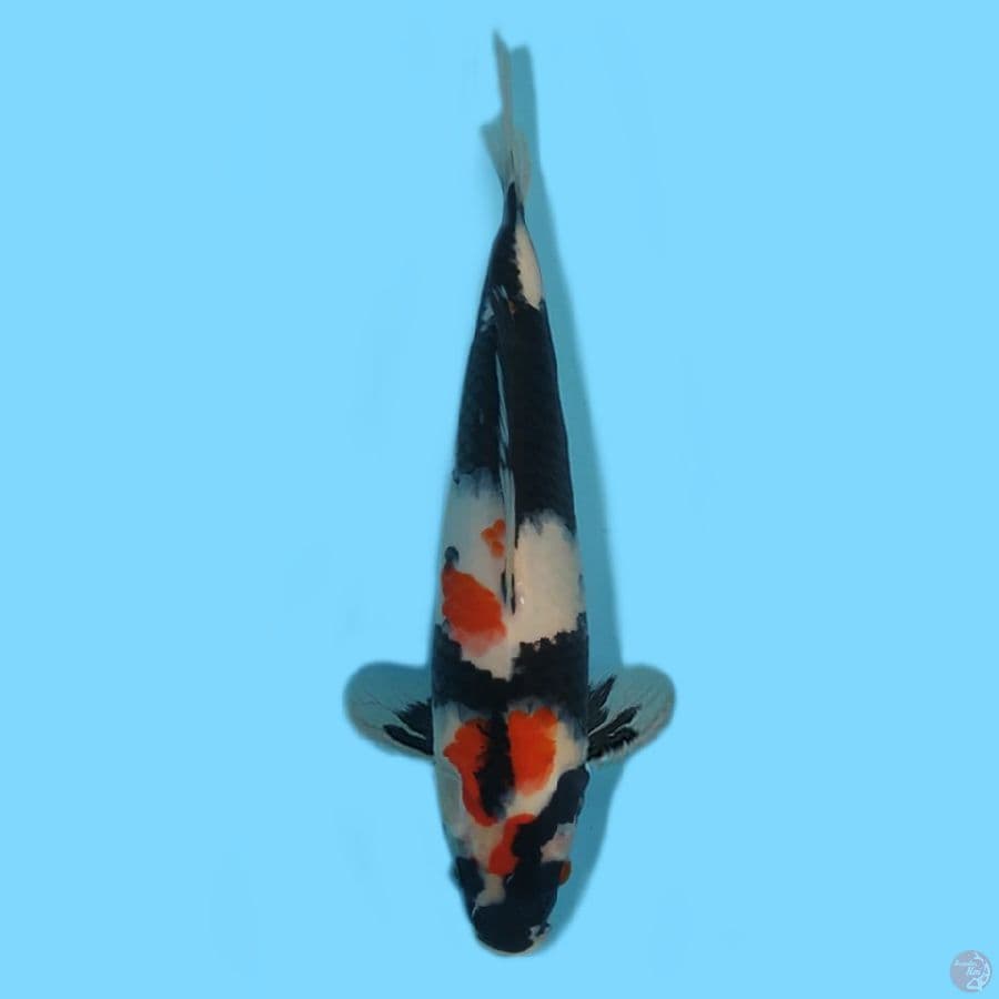 Showa 31cm HQ