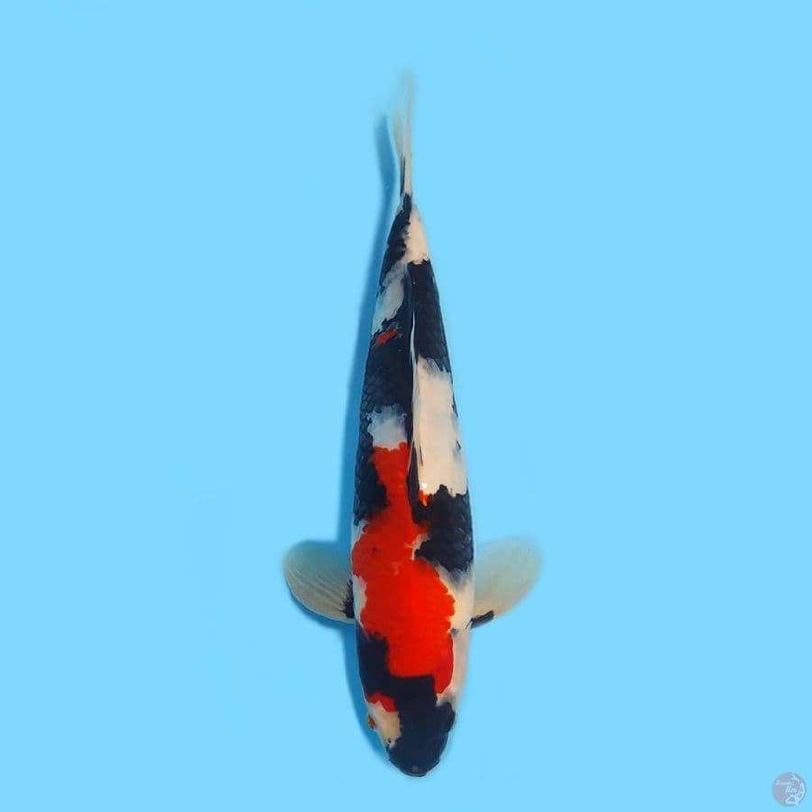 Showa 31cm HQ