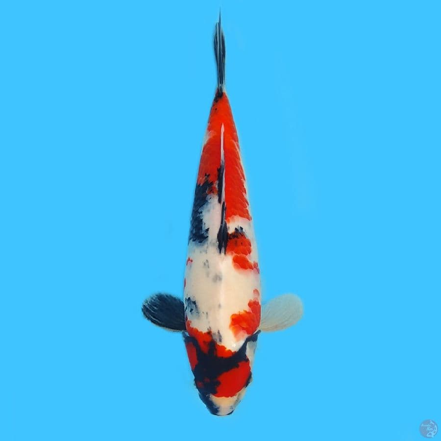 Showa Maruten 30cm HQ