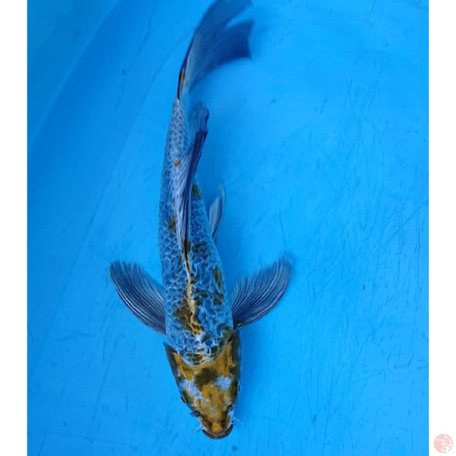 KUMPAY UNIK 35 cm