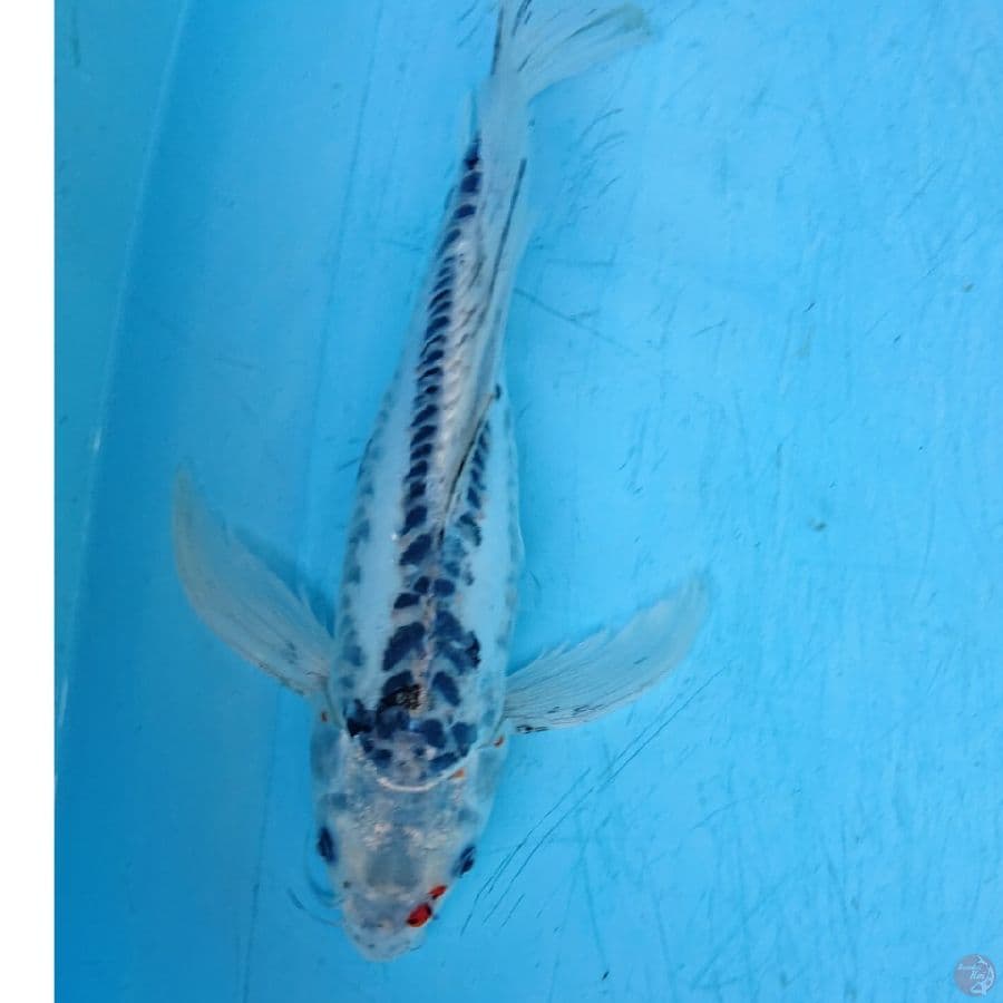 KUMPAY SHUSUI 31 CM