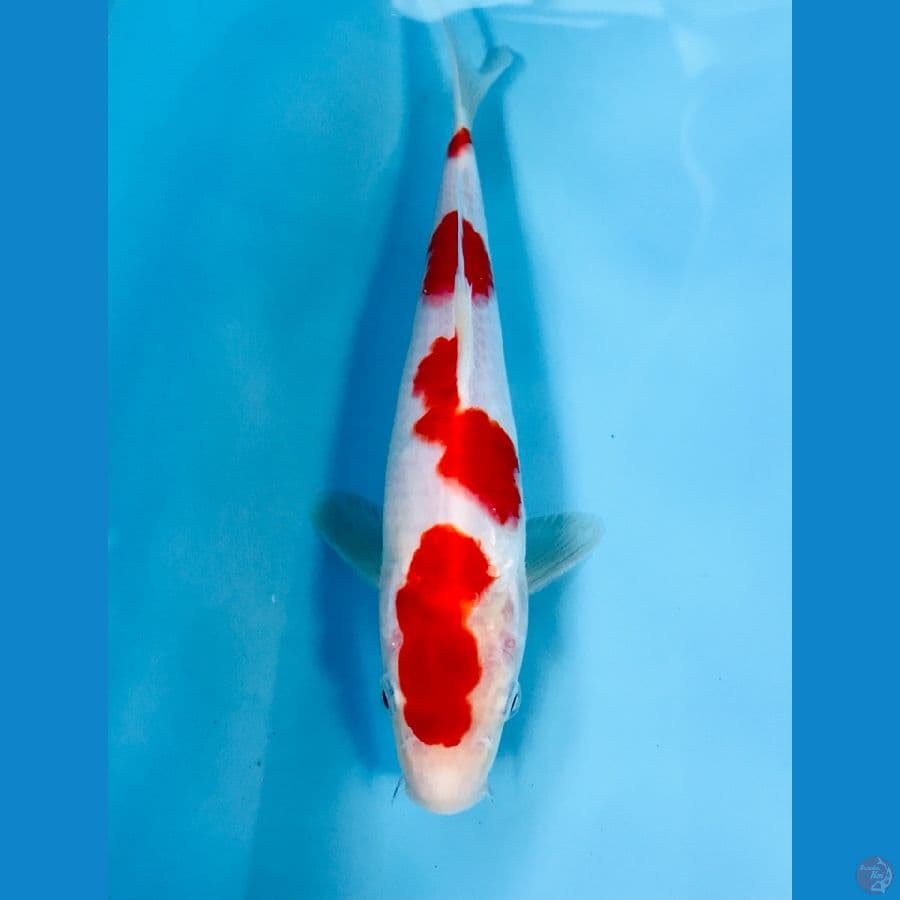 kohaku 21cm