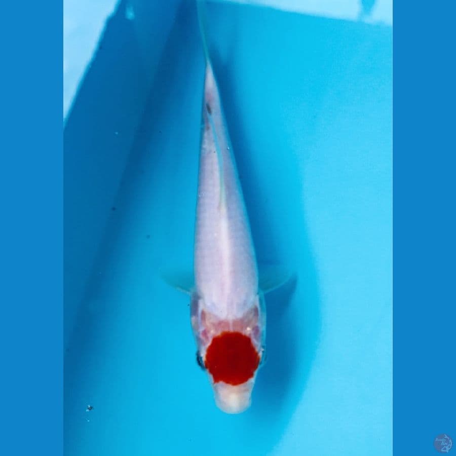 tancho kohaku 19 cm