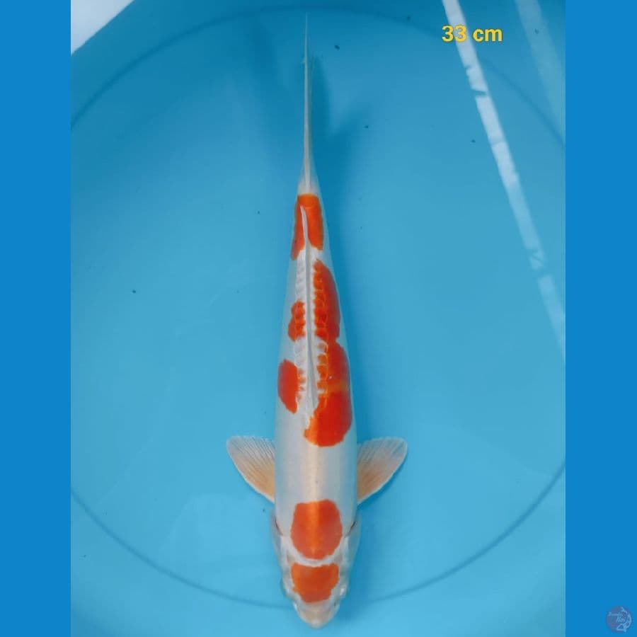 Male 33 cm