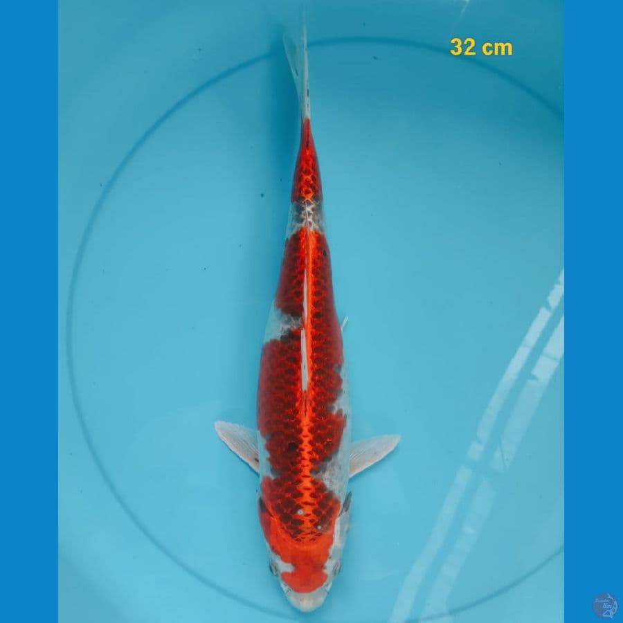 FM 32 cm