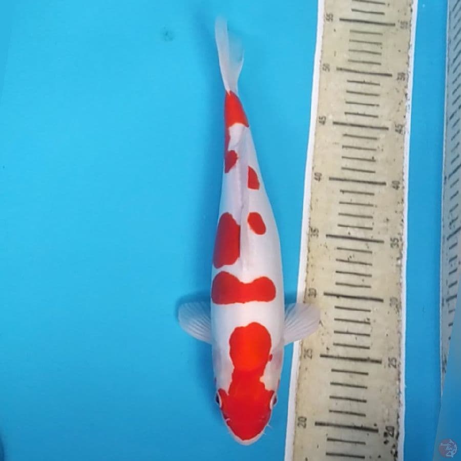 Kohaku Doit Murni Merraah ~34