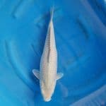 soragoi 45 cm F