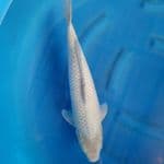 soragoi 48 cm (M)