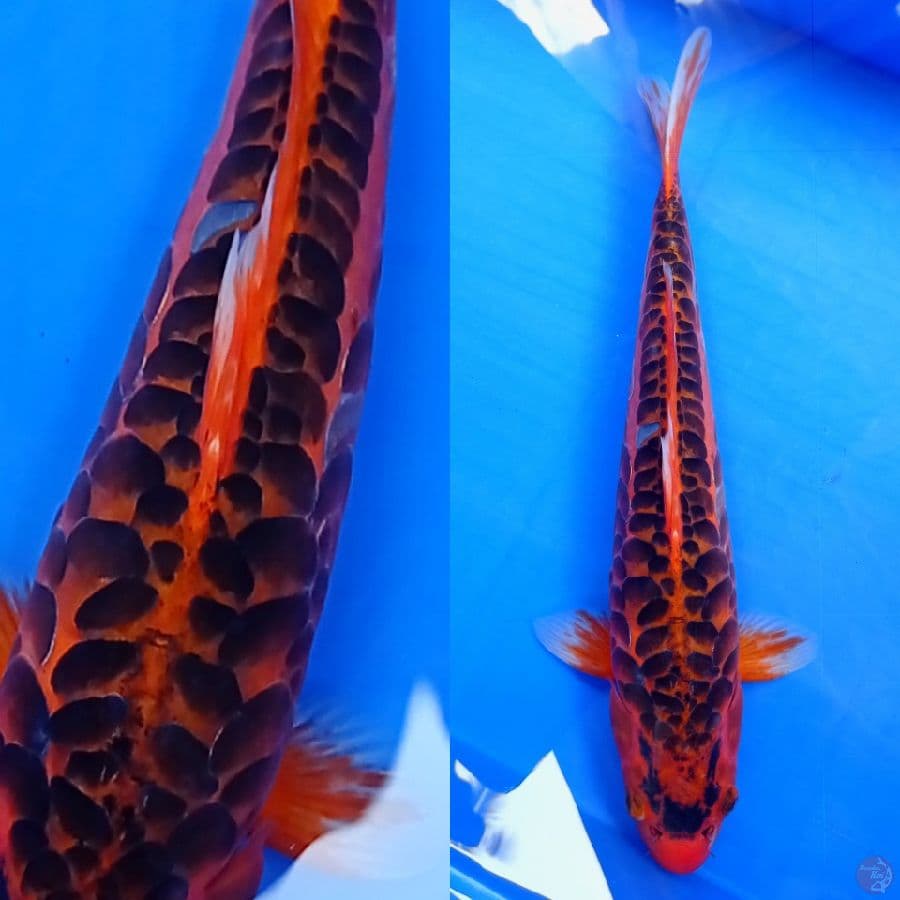 MASTER KOI ~ ANTIQ ARAGOKE MIZHUO 37 JANTAN