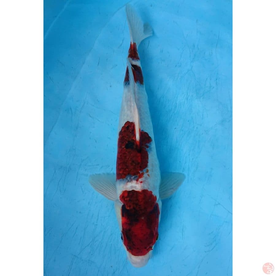 JUMBO GOROMO 42 CM