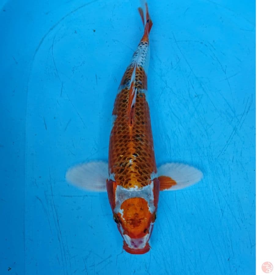 MARUTEN KUJAKU 36 CM